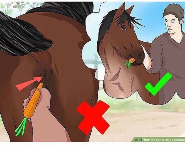 Dammit wikihow