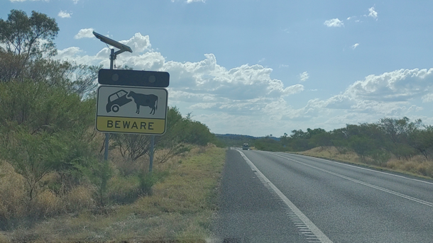 Damn Aussie cows are dangerous as well They seem to eat cars