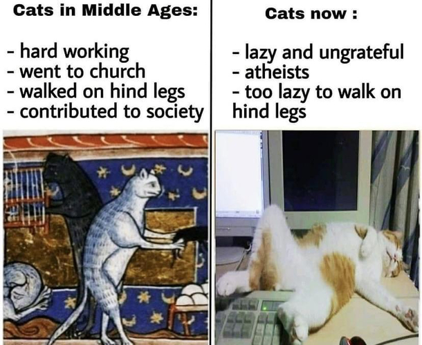 Damn cats