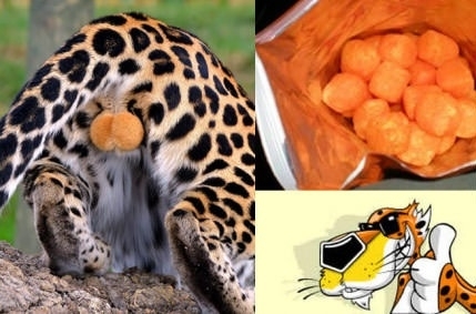 Damn Cheetos What Have You Done