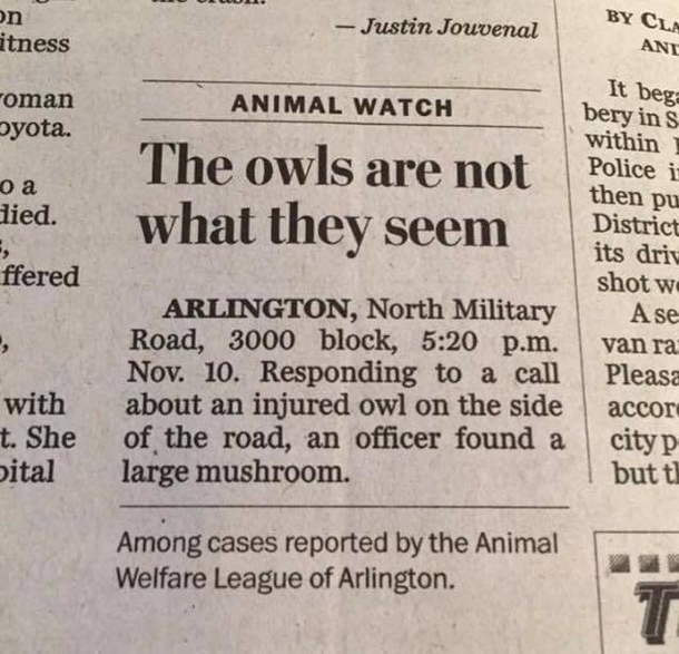 Damn Owls