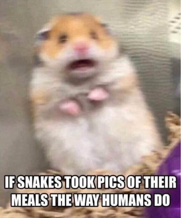 Damn snakes and their instagrams