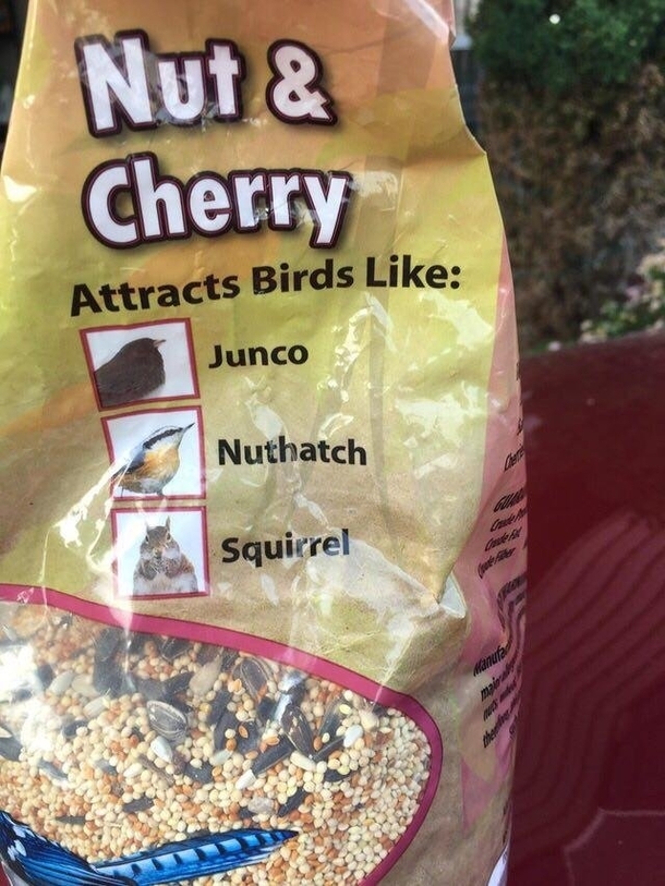 Damn squirrel birds