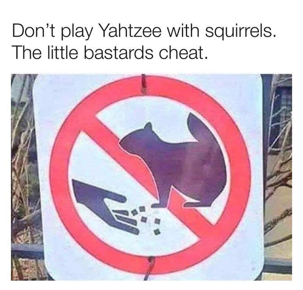 Damn squirrels