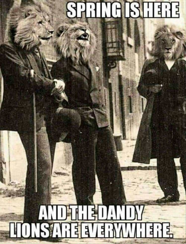 Dandy the Highway Lion by Stephanie Sorrell Dandy the Highway Lion by Stephanie Sorrell
