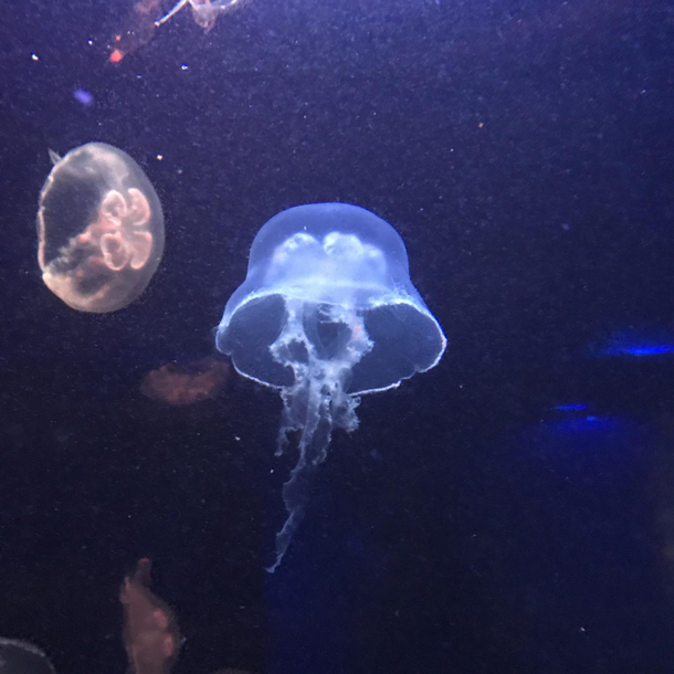 Dark Helmet now lives in an aquarium
