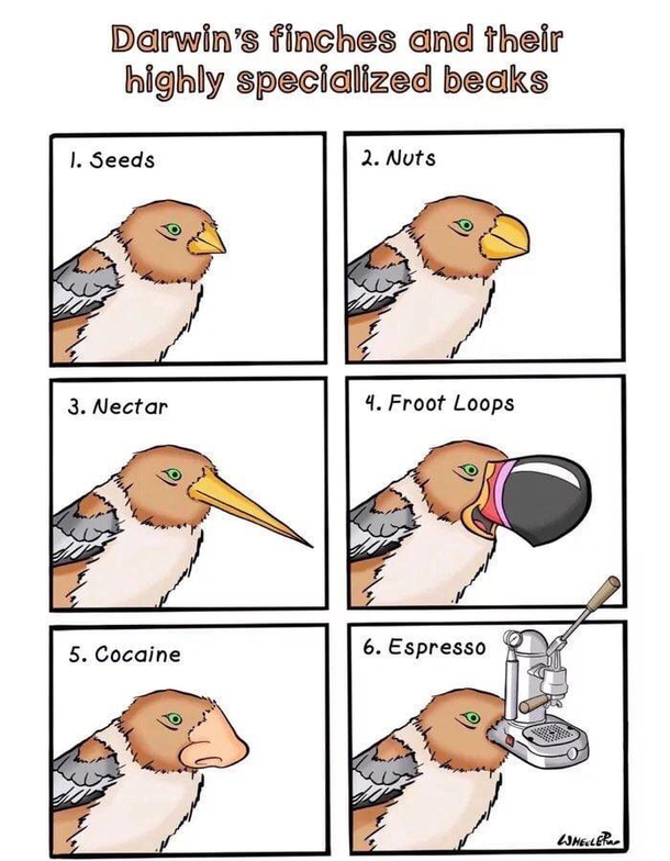 Darwin and specialization