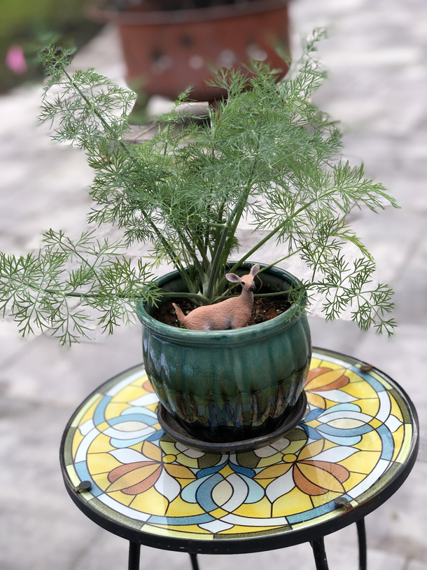 Dat dill doe