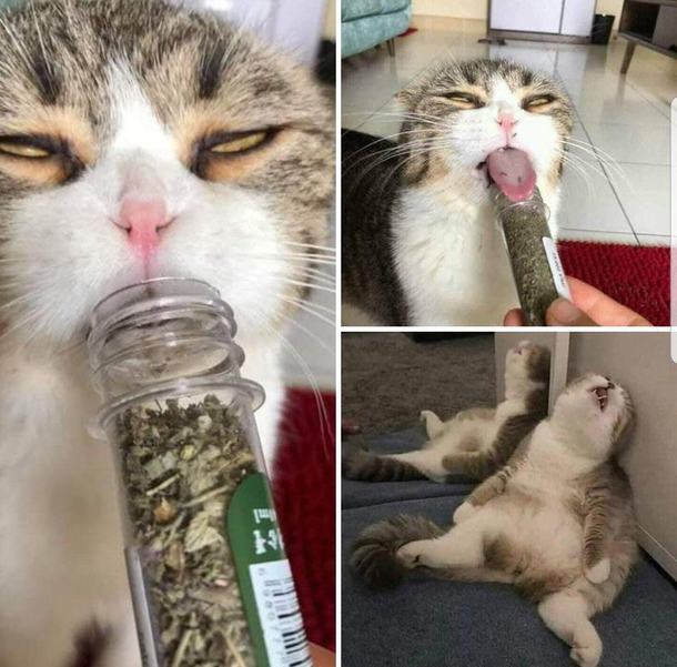 Dat good Kush