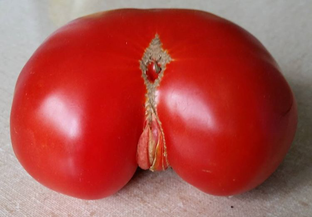 Dat Tomato