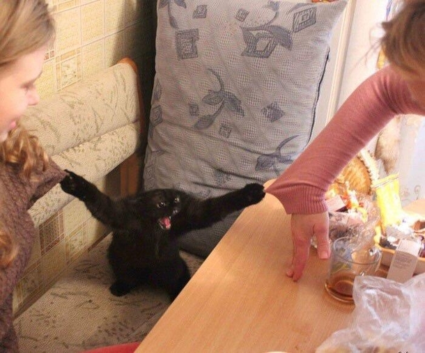 Dawn of the planet of the cats