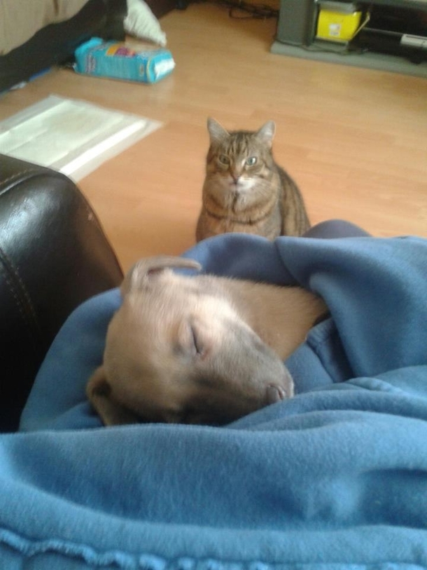 Day  of having a new puppy Tigger has been sitting like this for hours