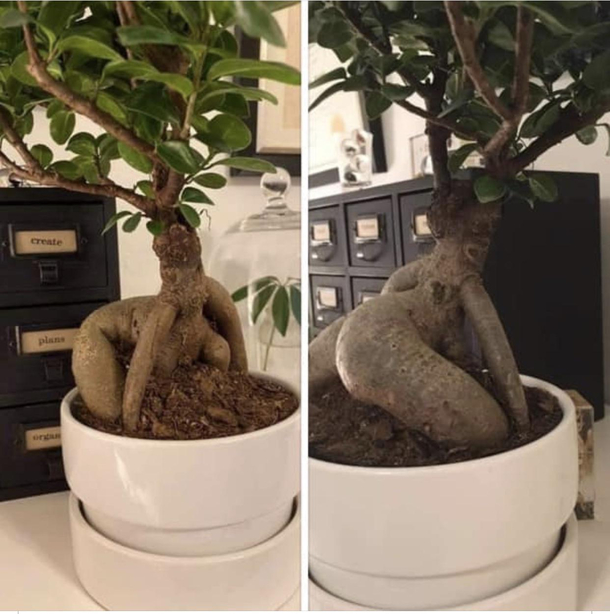 Day  of quarantine this bonsai better chill tf out