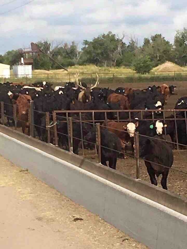 Day  The cows suspect nothing