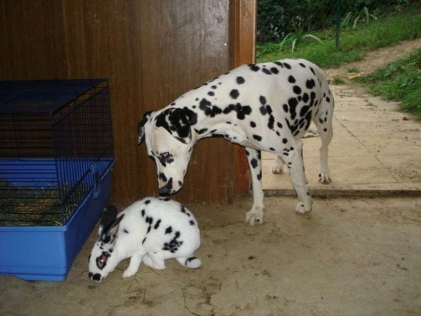 Day  the dog is beginning to be suspicious