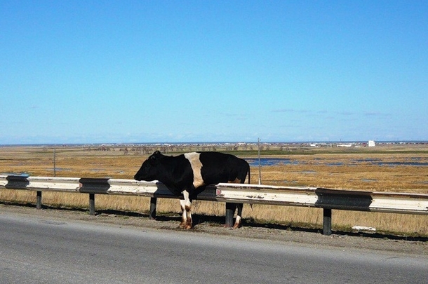 Day   They still think im a highway barrier