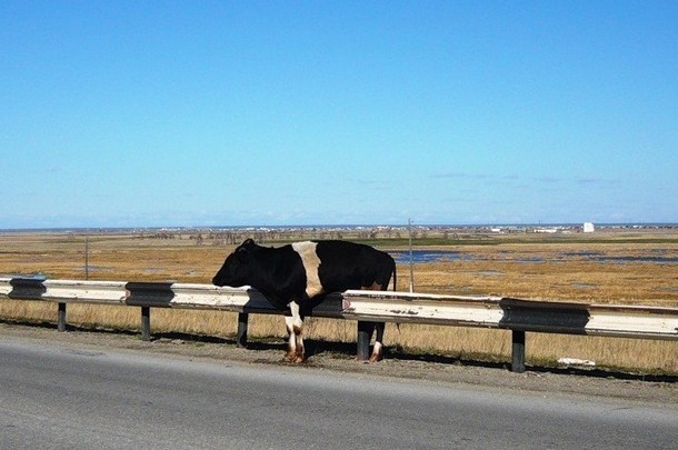 Day   They still think im a highway barrier