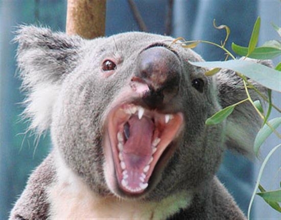 Dear America We heard you couldnt sleep Love Australia