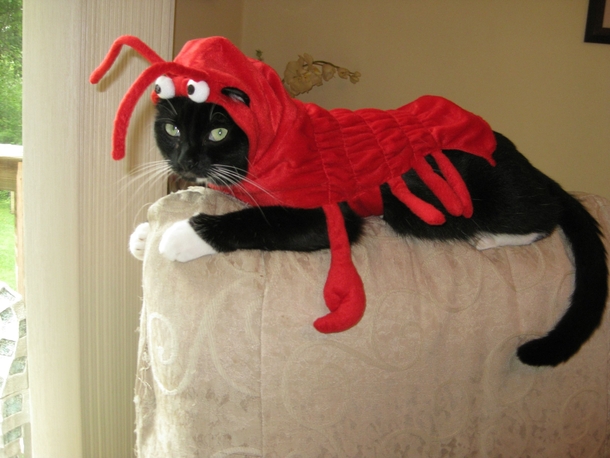 Decided to get my cat something at the store the other day