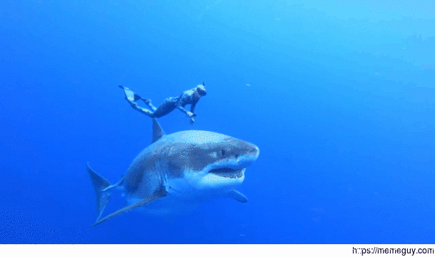 Deep Blue is one of the largest Great Whites recorded