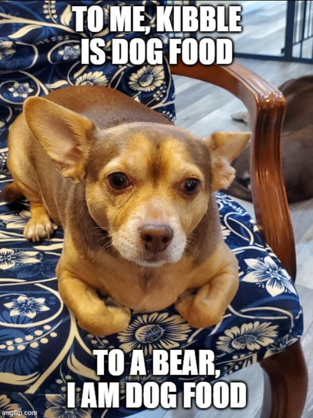 Deep Thoughts by Dog