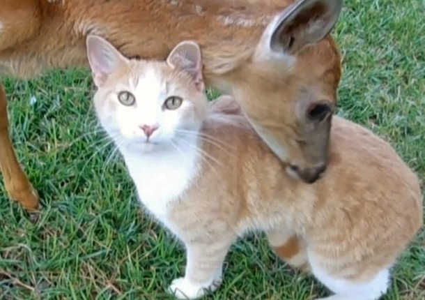 Deer adopts orphan cat and raises it as her own
