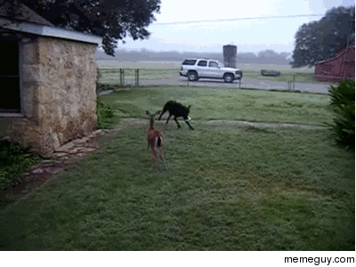 Deer and Dog friendship