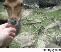 Deer is pleased