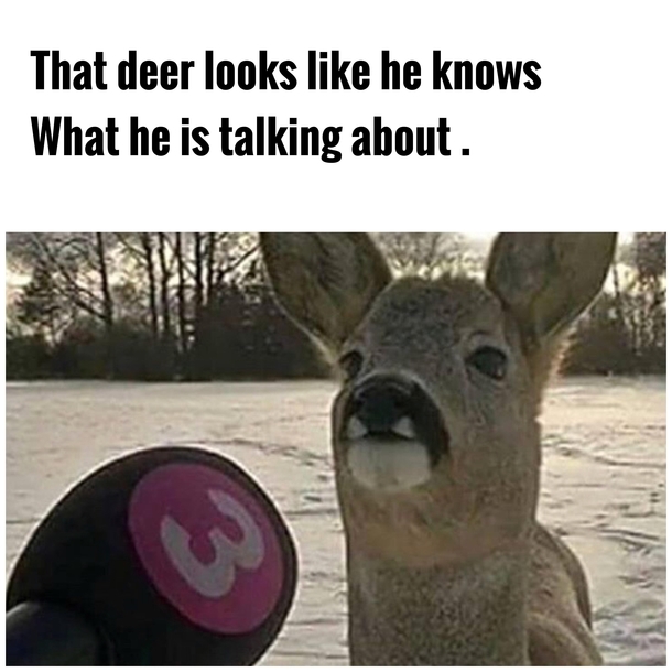 Deer looking confident
