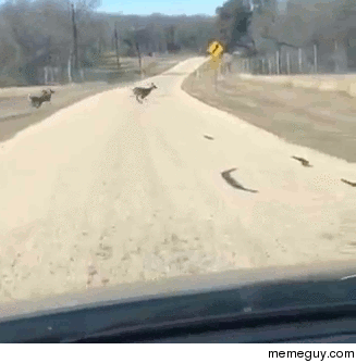 Deer runs into fence