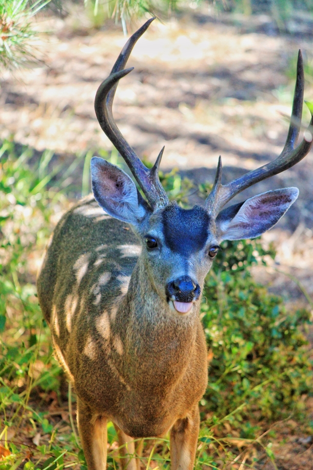Deer says blep