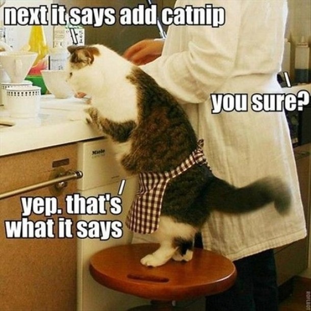 Definitely more catnip