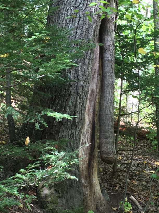 Definitely NOT a hard wood tree