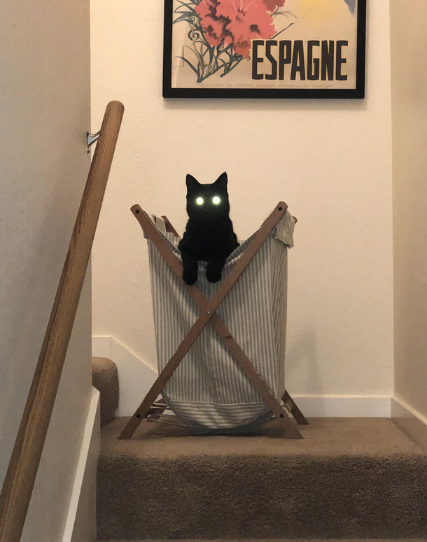 demon cat claiming the laundry