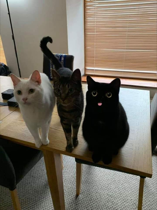 Derp I choose you