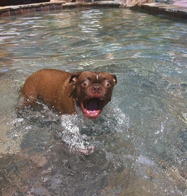 Derp in the pool