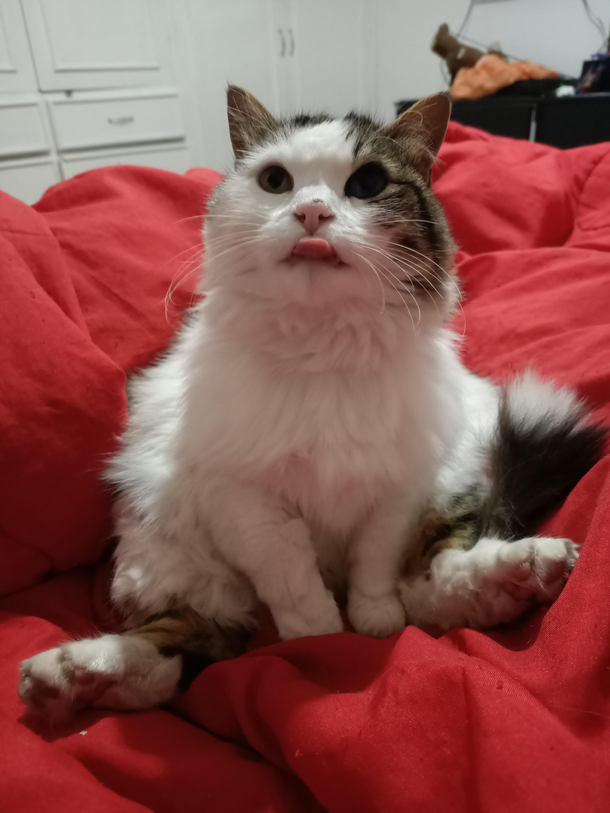 Derp Luci