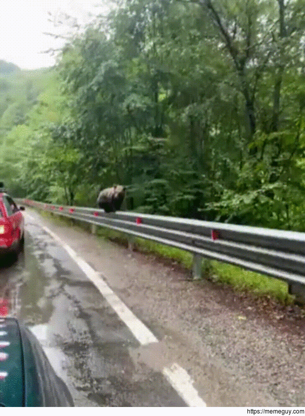 derpy bear