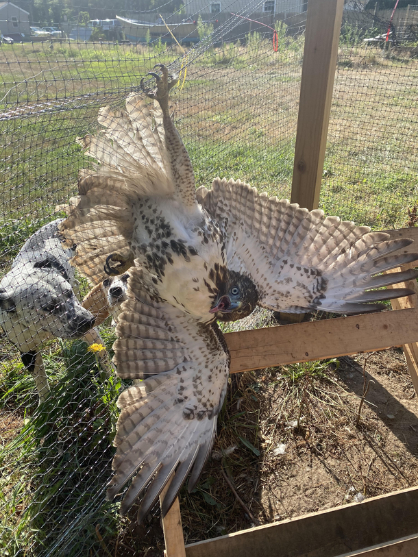 Derpy hawk gets caught breaking into coop and killing chickens