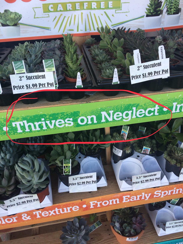 Describe yourself in  words