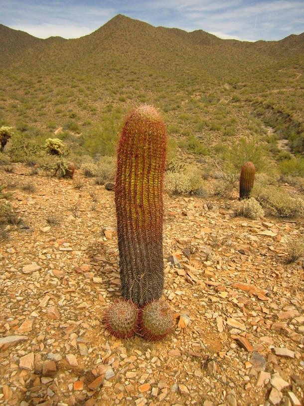 diccactus found in the wild somone may have planted them there it was rooted