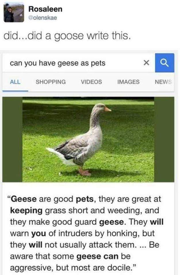 Did a goose write this