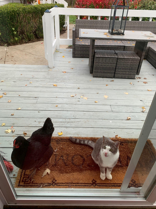 Did anybody order a cock and a pussy