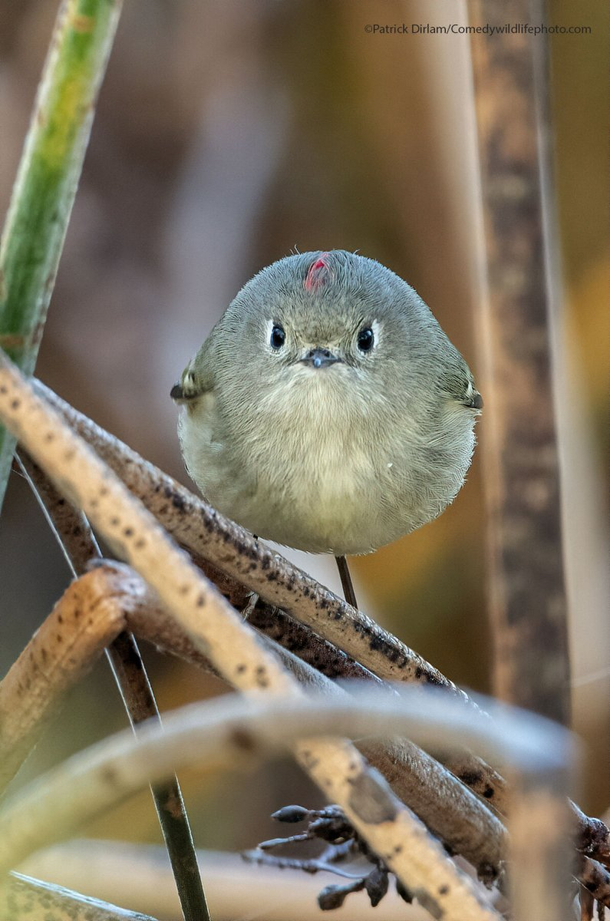 Did I said you could take my picture by Patrick Dirlam one of the finalists for Comedy Wildlife Photo 