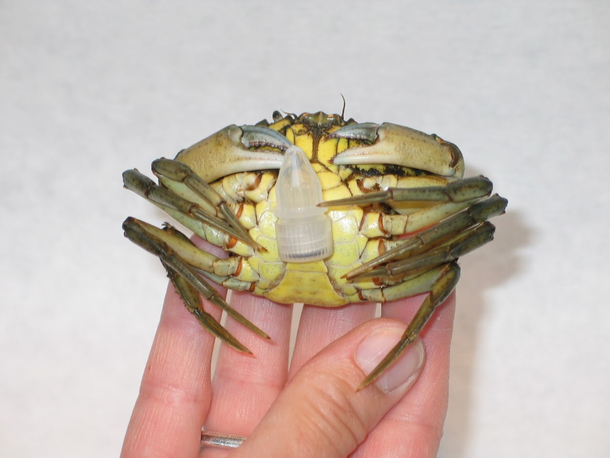 Did some research on the common shore crab This is how we collected their poop