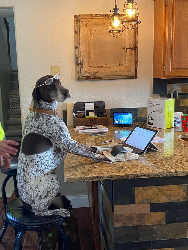 Did the kibble tax increase pass