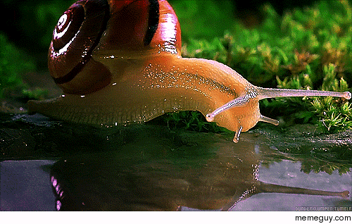 Did you ever see a snail drink waterx-post from rsnails