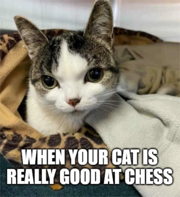 Did you get the joke D