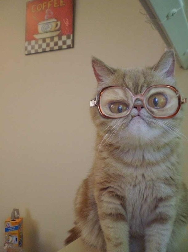 Did you know Bubbles had a cat