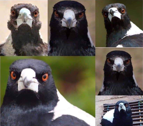 Did you know that Magpies have the face of a seagull on their beaks
